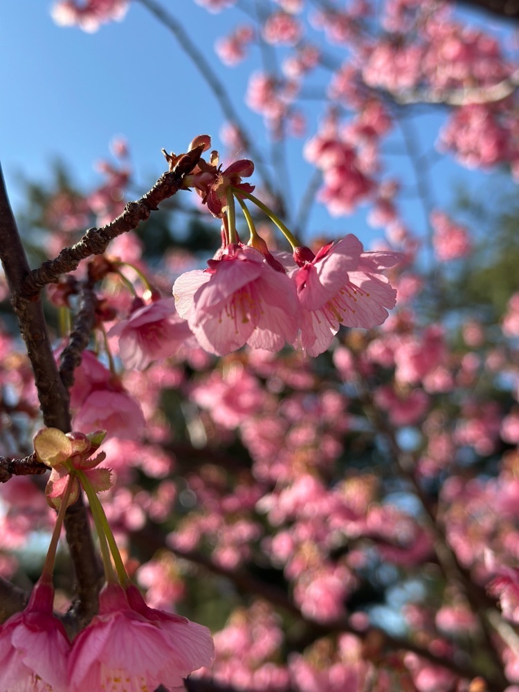 yoko☆さんが投稿した松原公園（静岡県伊豆市）に関する口コミの画像