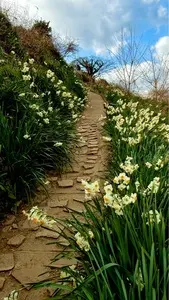 日本水仙花開道