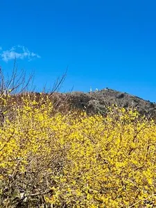 筑波山梅林の梅