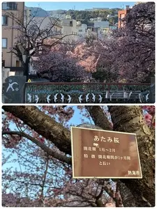 あたみ桜