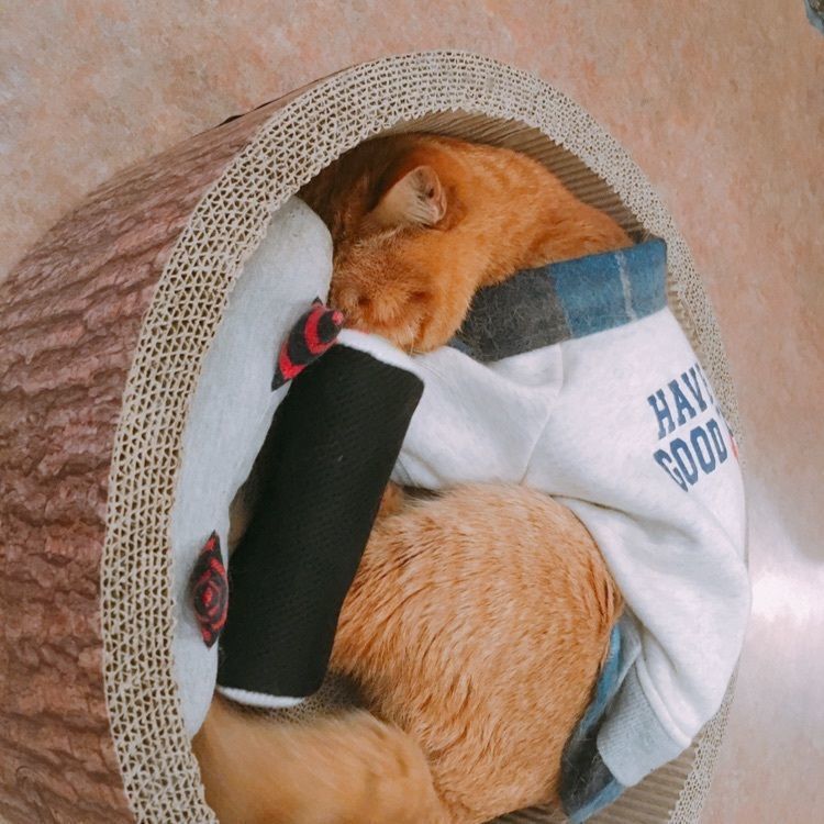 yoshi47さんが投稿したCat Cafe てまりのおうちに関する口コミの画像