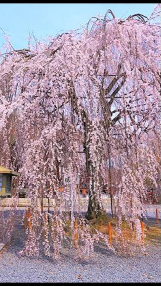 京都を巡る会・「武」さんが投稿した千本釈迦堂（大報恩寺）に関する口コミの画像