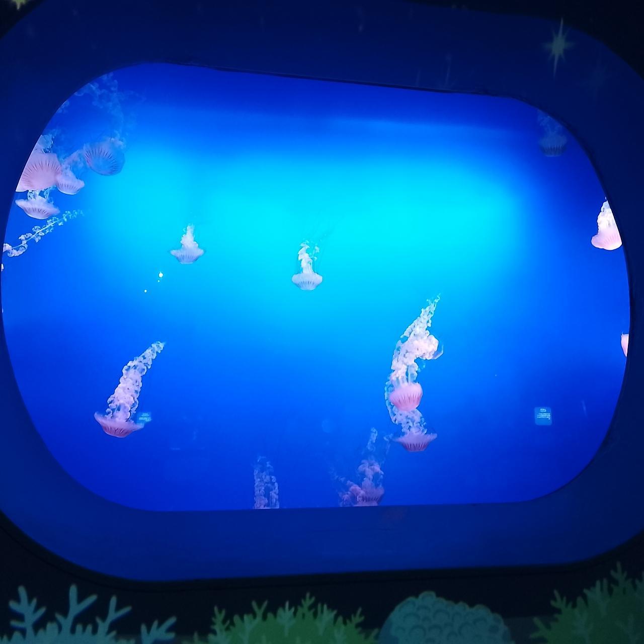 のんびりんこさんが投稿した新江ノ島水族館 メインショップ（新江ノ島水族館 MainShop）に関する口コミの画像