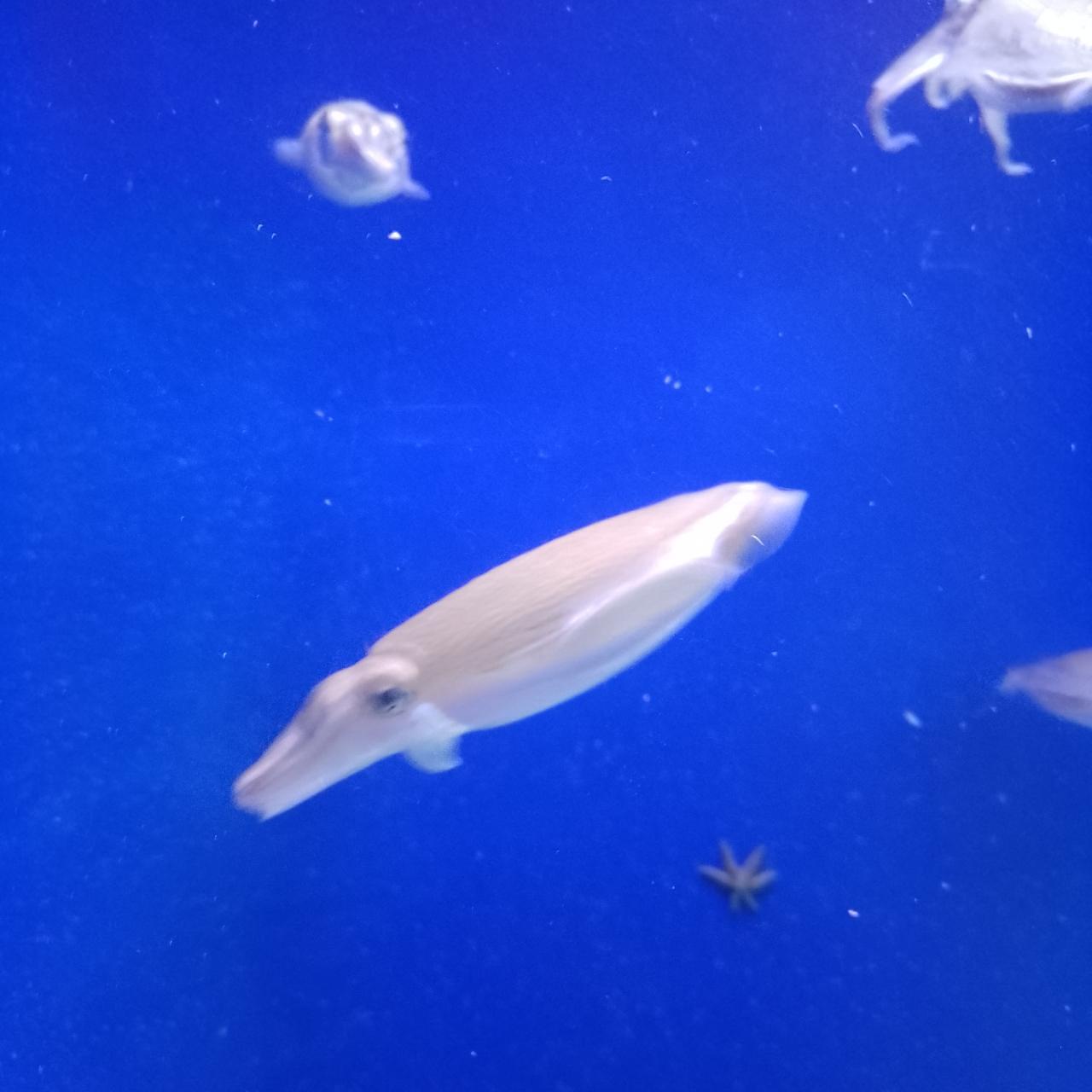 のんびりんこさんが投稿した新江ノ島水族館 メインショップ（新江ノ島水族館 MainShop）に関する口コミの画像