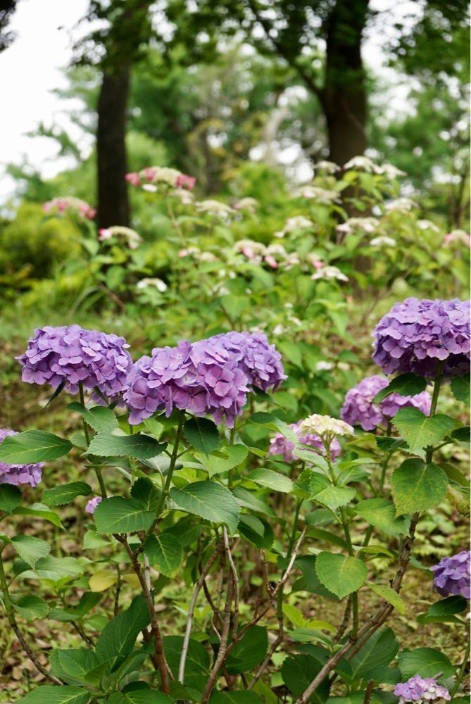 merryさんが投稿した野毛山公園に関する口コミの画像