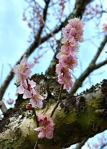 洞慶院