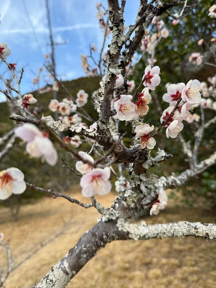 hirokororinさんが投稿した洞慶院に関する口コミの画像