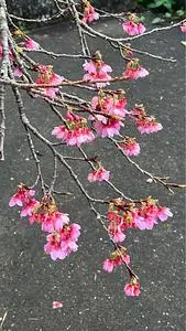 八重岳