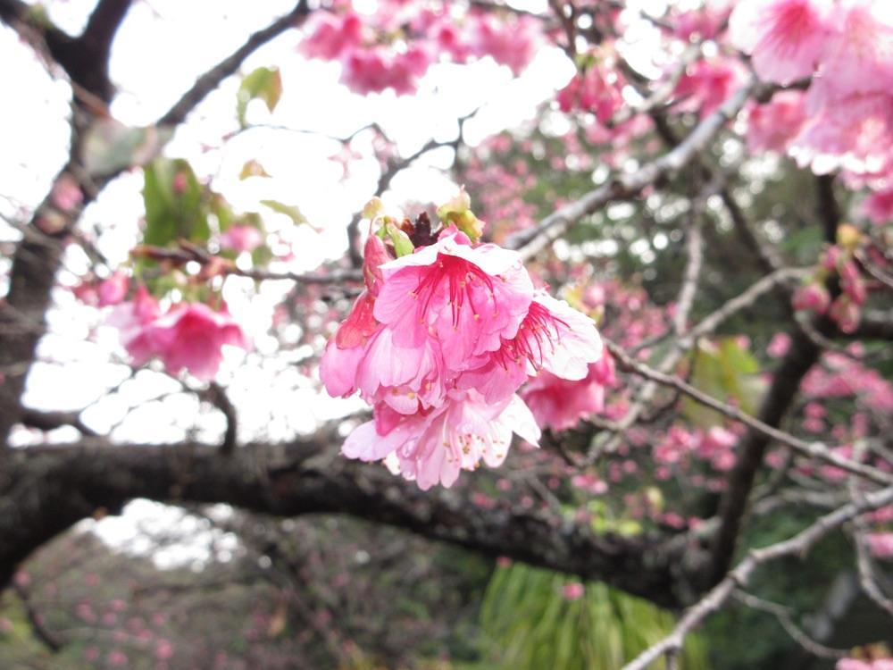 pyonpyono3さんが投稿した八重岳に関する口コミの画像