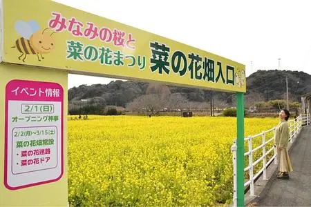 みなみの桜と菜の花まつり