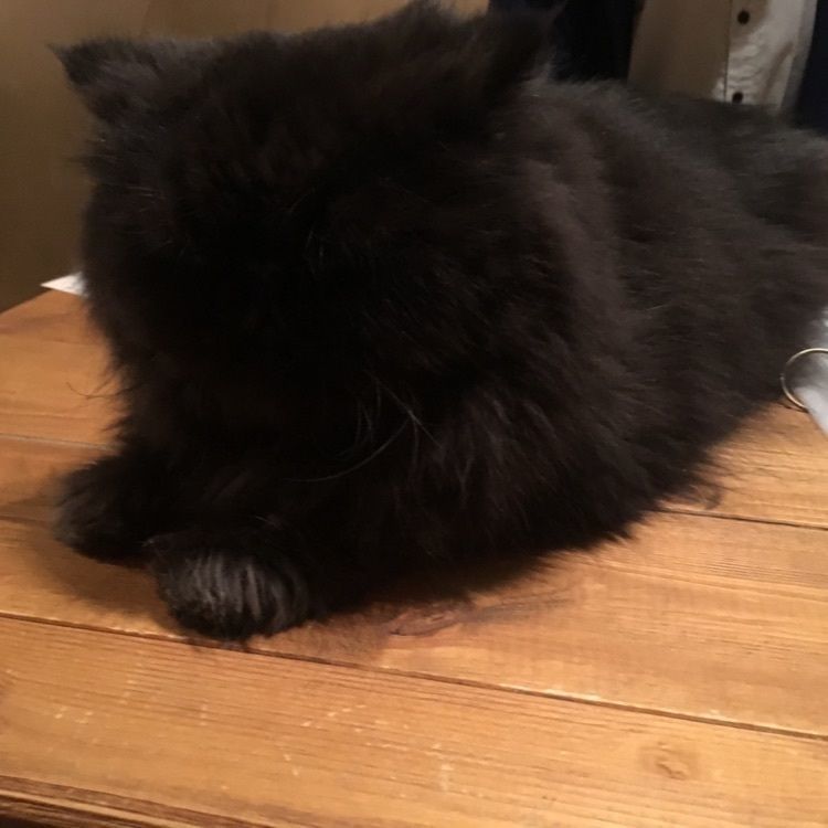 yoshi47さんが投稿したCat Cafe てまりのおうちに関する口コミの画像