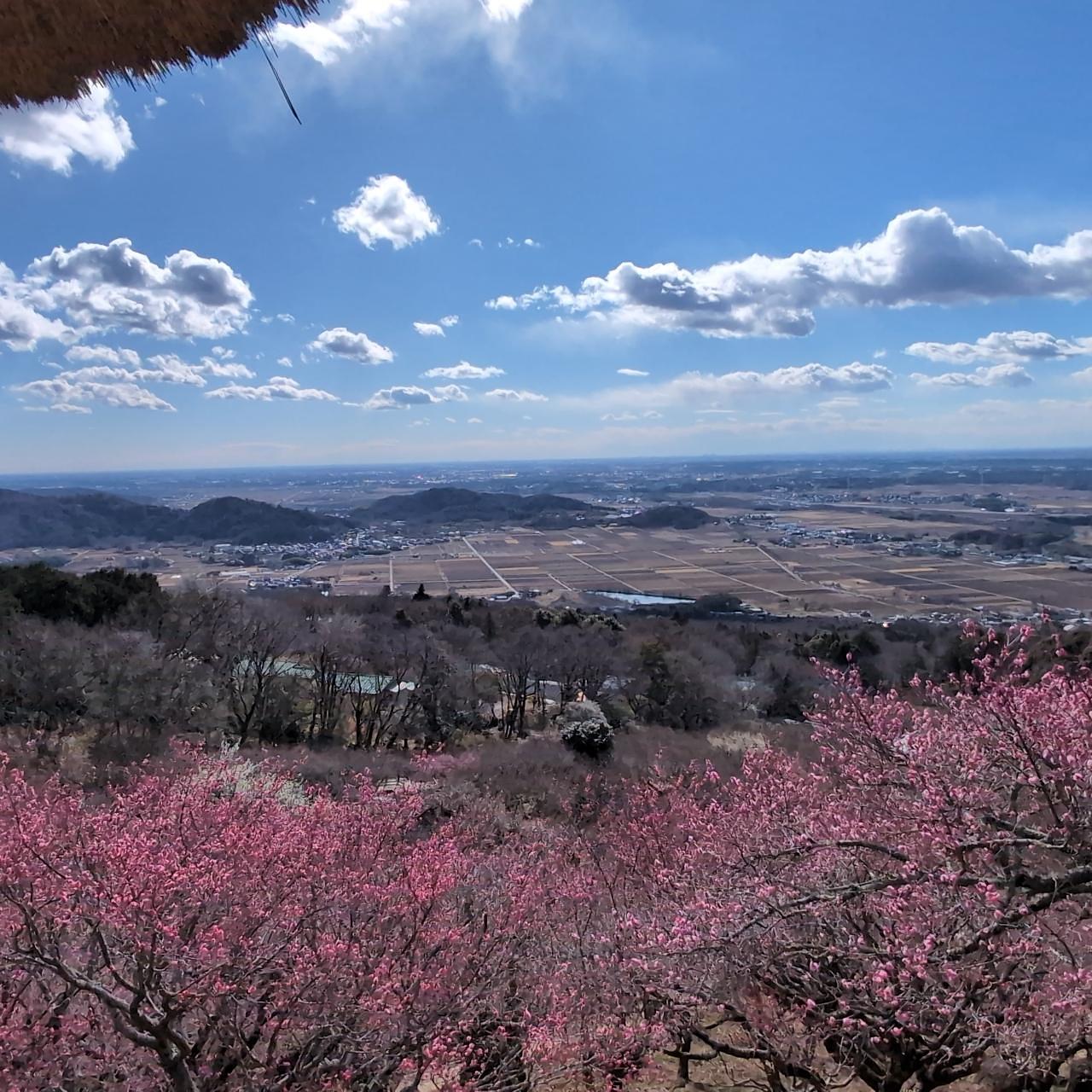 Pさんが投稿した筑波山梅林の梅に関する口コミの画像