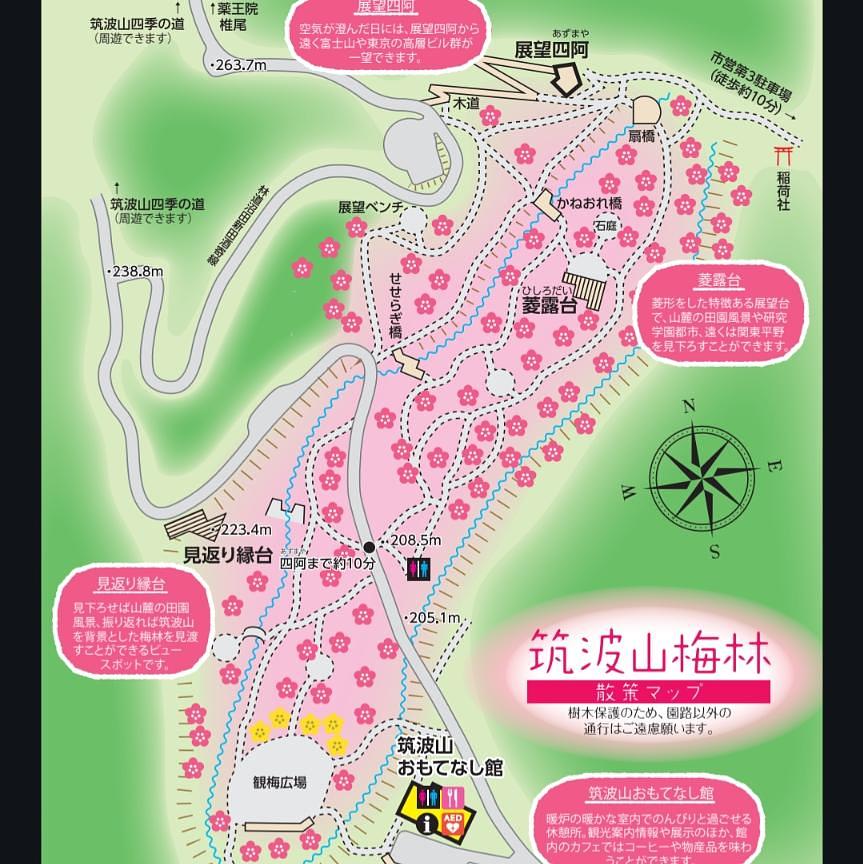 Pさんが投稿した筑波山梅林の梅に関する口コミの画像