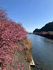 河津桜まつり