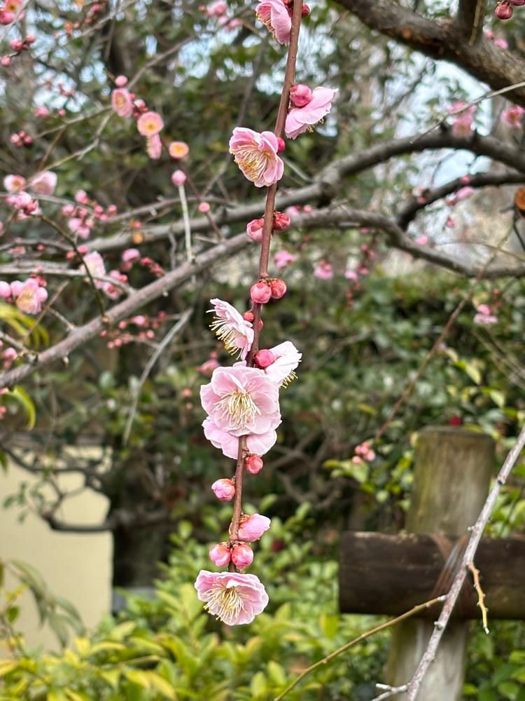 それなはとけさんが投稿した羽根木公園売店 はねっこに関する口コミの画像