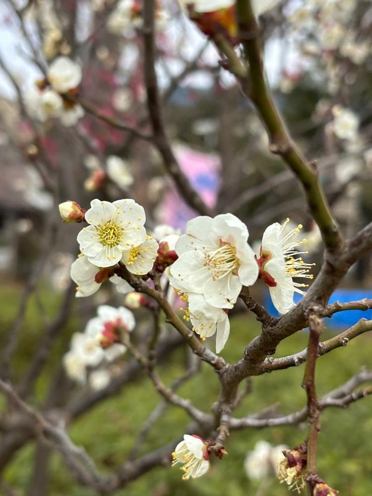 それなはとけさんが投稿した羽根木公園売店 はねっこに関する口コミの画像