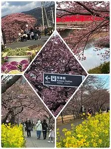河津桜まつり