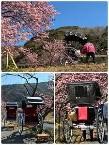 みなみの桜と菜の花まつり
