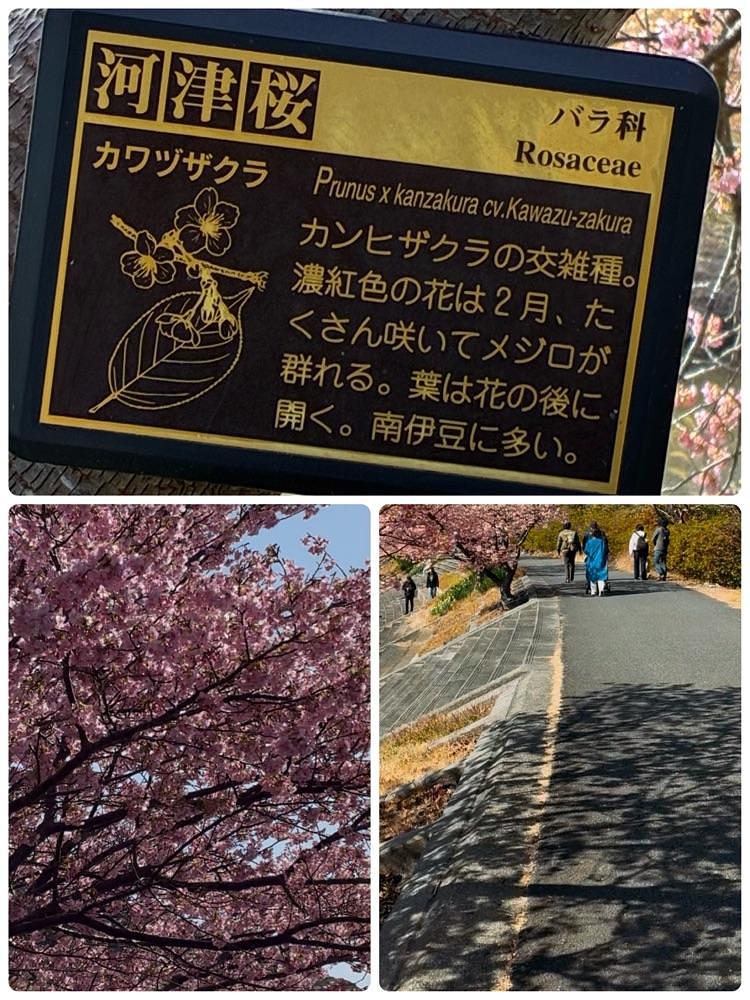 deriさんが投稿したみなみの桜と菜の花まつりに関する口コミの画像