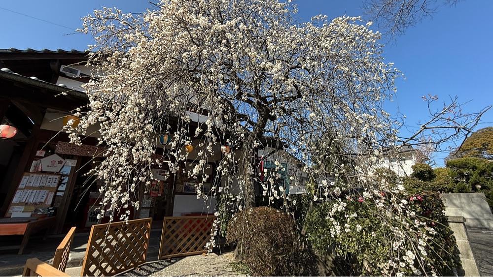 みぃさんが投稿した滝宮天満宮に関する口コミの画像