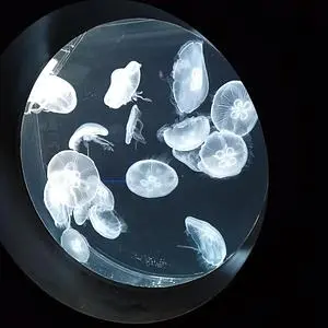 うみの杜水族館 ウミモリショップ（うみの杜水族館 umimori shop）