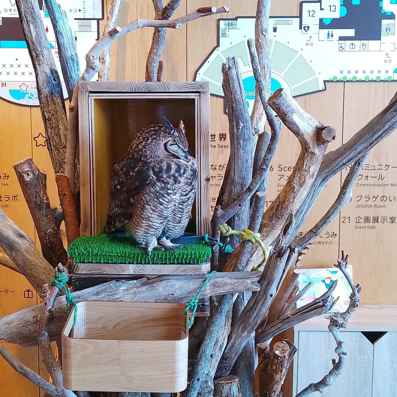のんびりんこさんが投稿したうみの杜水族館 ウミモリショップ（うみの杜水族館 umimori shop）に関する口コミの画像