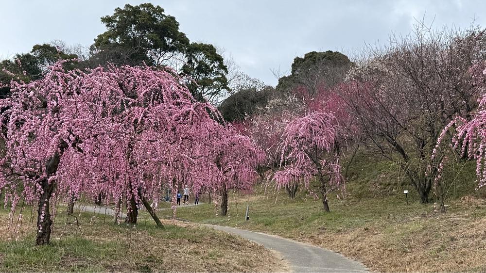みぃさんが投稿した広田梅林ふれあい公園に関する口コミの画像