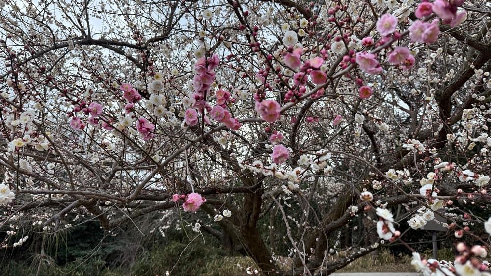 みぃさんが投稿した広田梅林ふれあい公園に関する口コミの画像