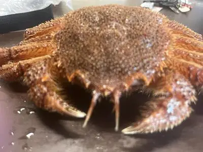 石毛魚類 千城台本店（イシゲギョルイ）
