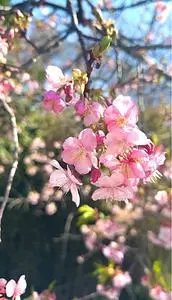 あさはた緑地