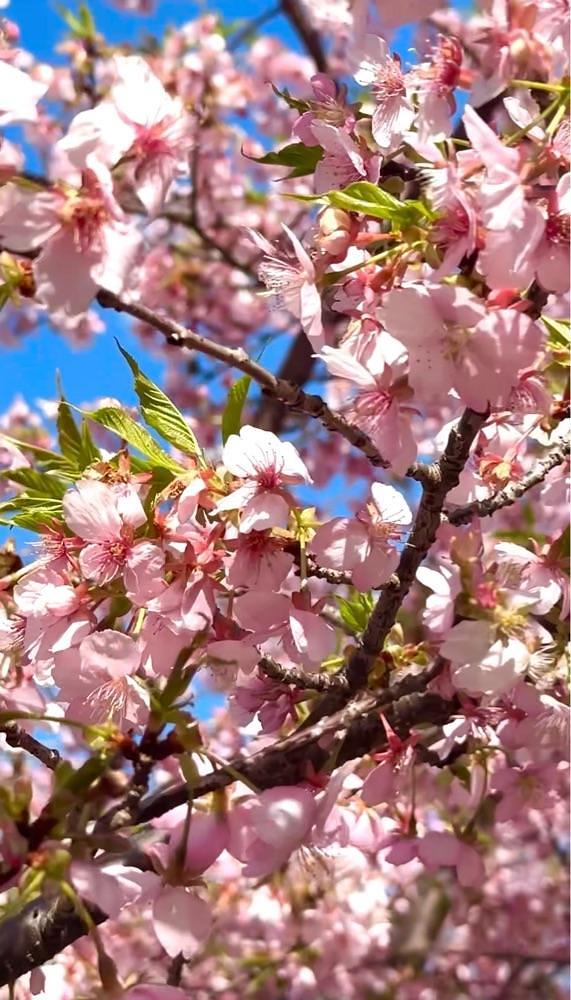 hirokororinさんが投稿したあさはた緑地に関する口コミの画像