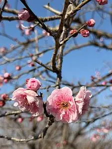 つつじが岡公園 梅林