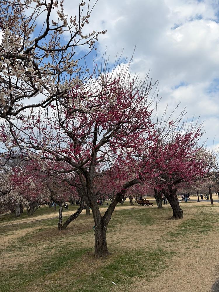 powerful_gift_4f3aさんが投稿した偕楽園公園センターに関する口コミの画像