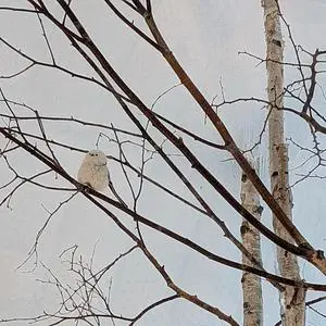 休暇村支笏湖園地