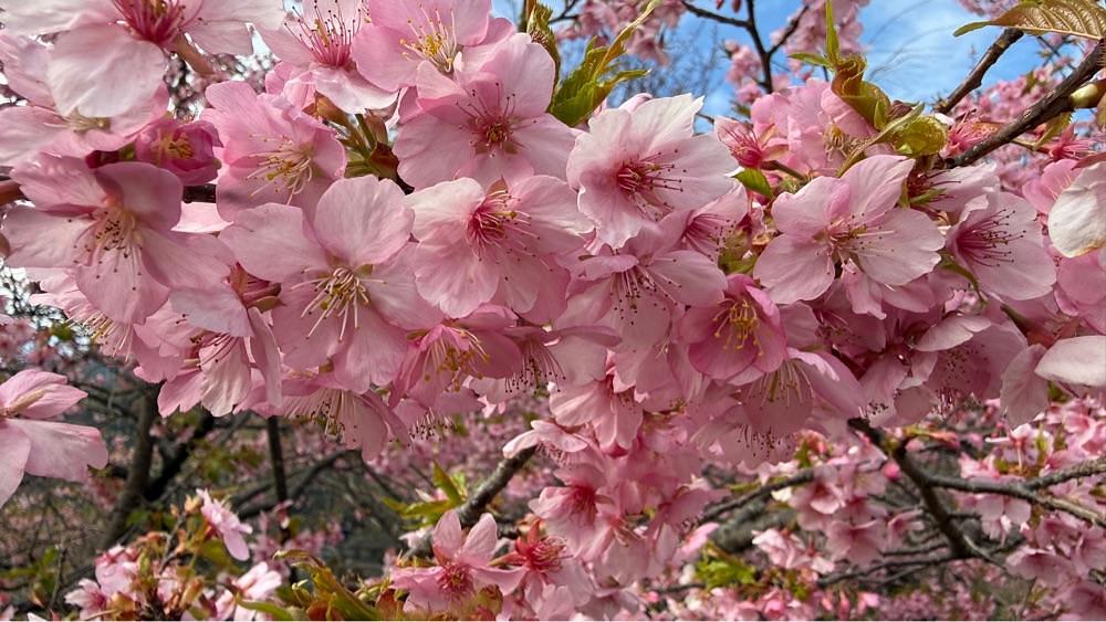 みぃさんが投稿した前松堂（ゼンショウドウ）に関する口コミの画像