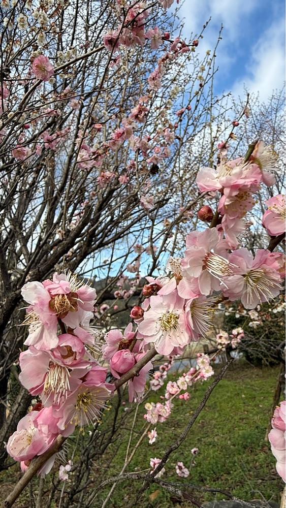みぃさんが投稿した前松堂（ゼンショウドウ）に関する口コミの画像