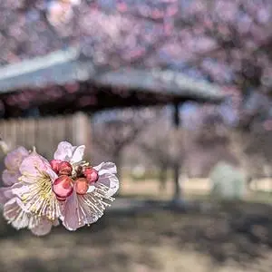 本庄総合公園体育館(シルクドーム)
