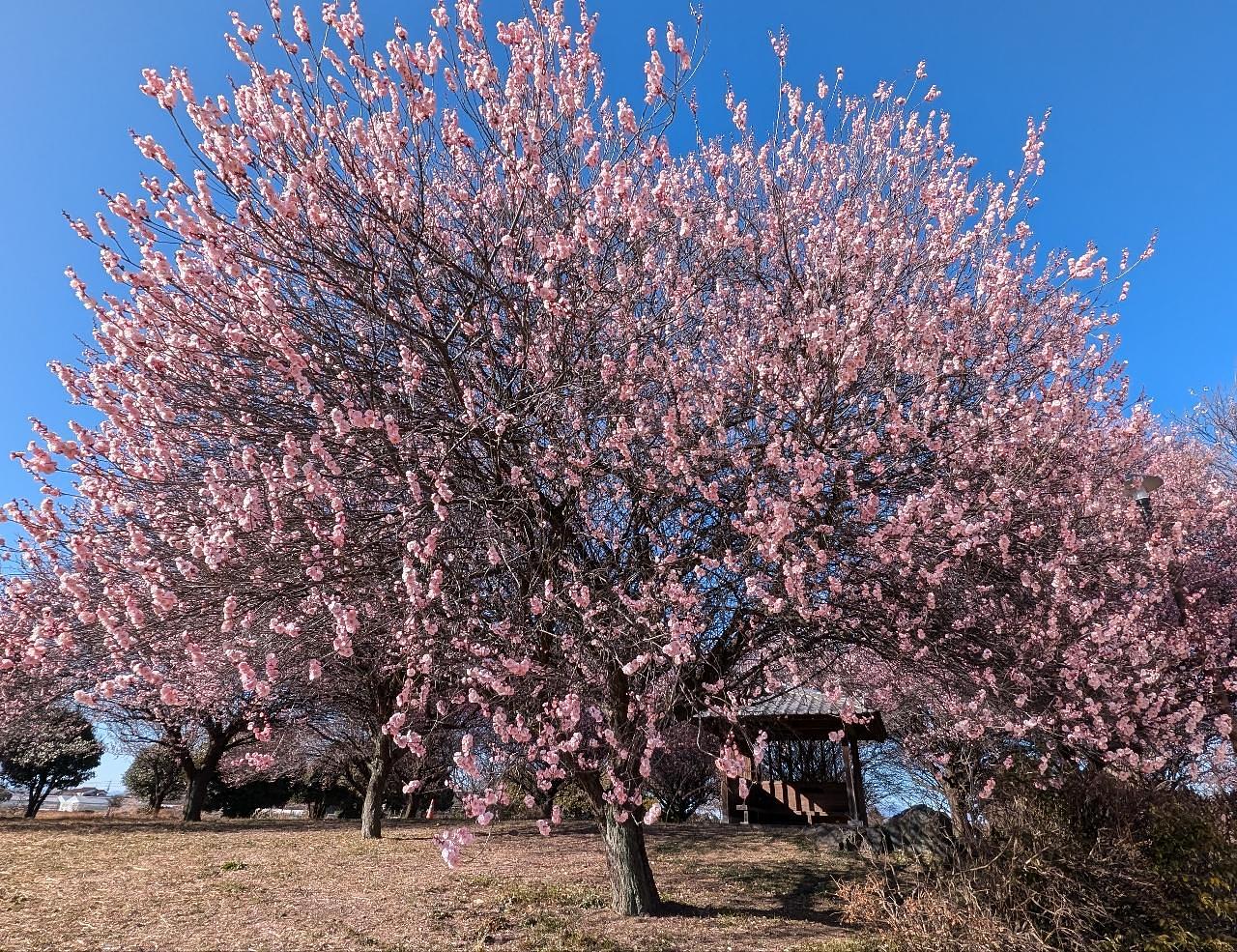 Pさんが投稿した本庄総合公園体育館(シルクドーム)に関する口コミの画像