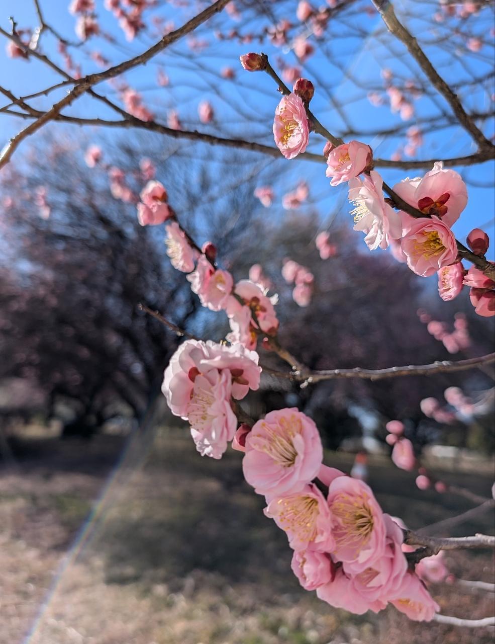 Pさんが投稿した本庄総合公園体育館(シルクドーム)に関する口コミの画像