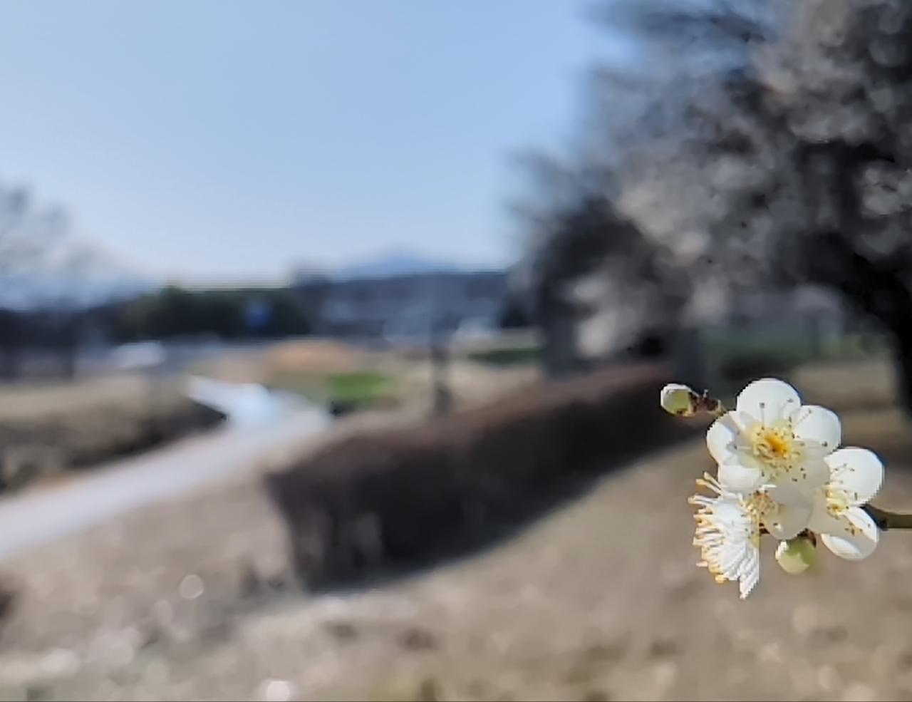 Pさんが投稿した本庄総合公園体育館(シルクドーム)に関する口コミの画像