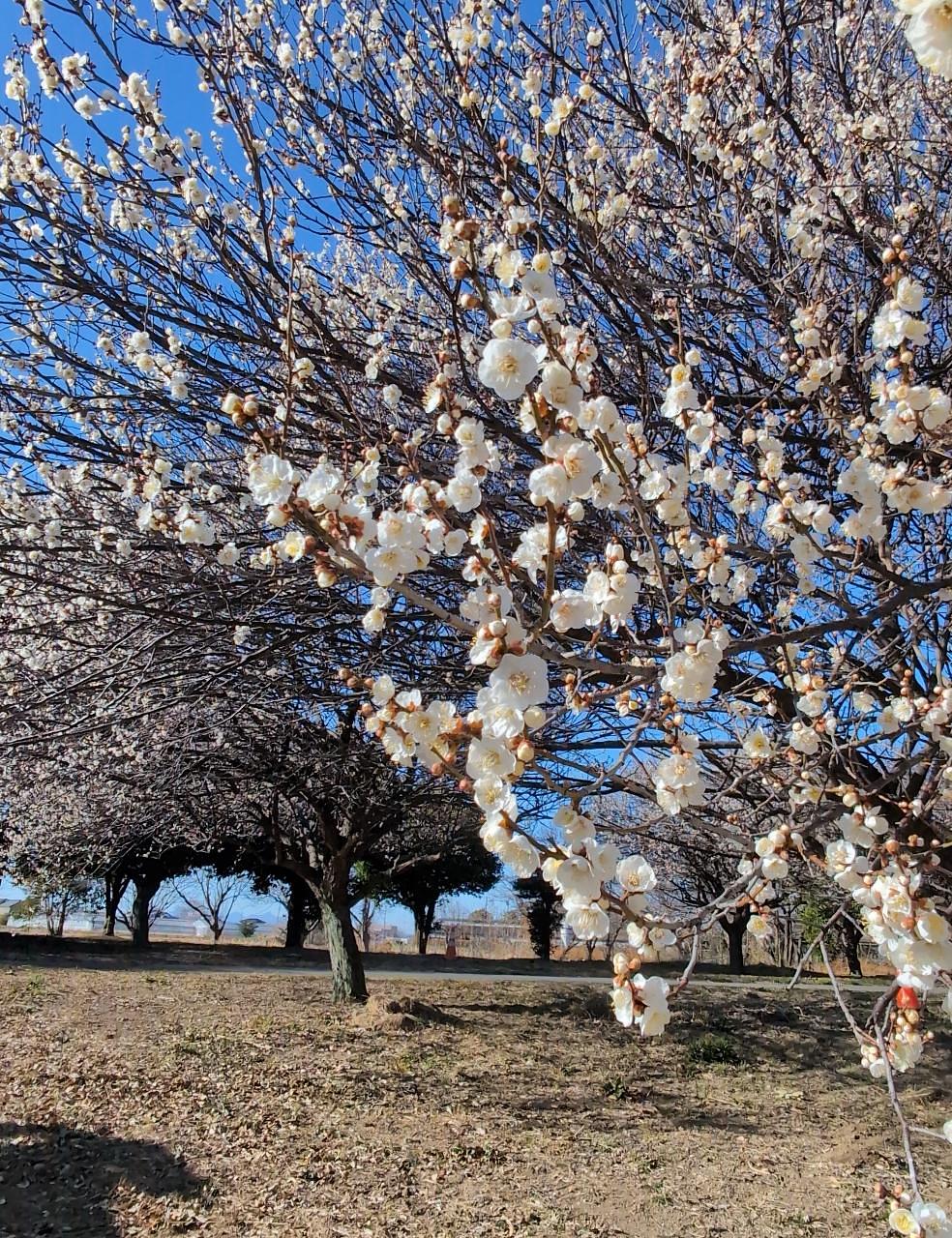 Pさんが投稿した本庄総合公園体育館(シルクドーム)に関する口コミの画像