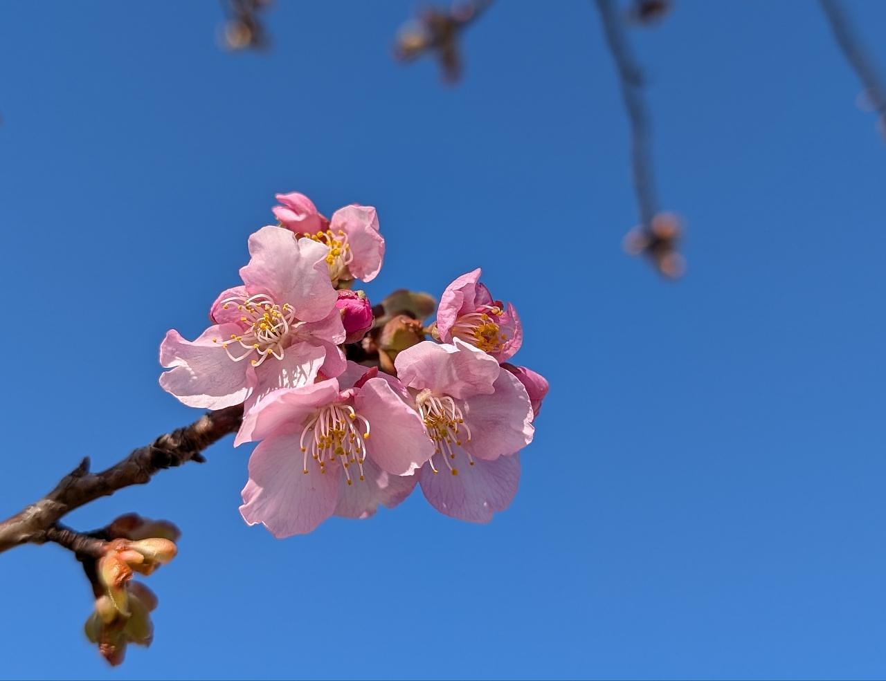 Pさんが投稿した本庄総合公園体育館(シルクドーム)に関する口コミの画像