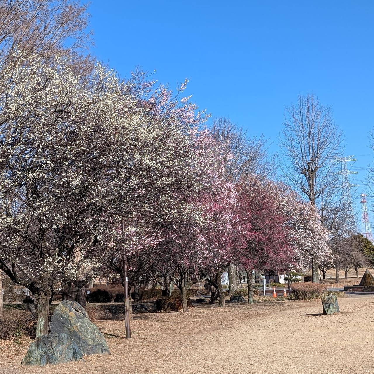 Pさんが投稿した本庄総合公園体育館(シルクドーム)に関する口コミの画像