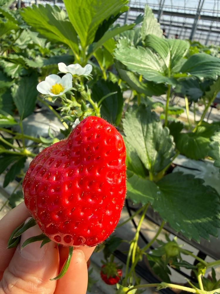 みぃさんが投稿した苺ファーム森本に関する口コミの画像