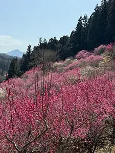 虻田福寿草の里