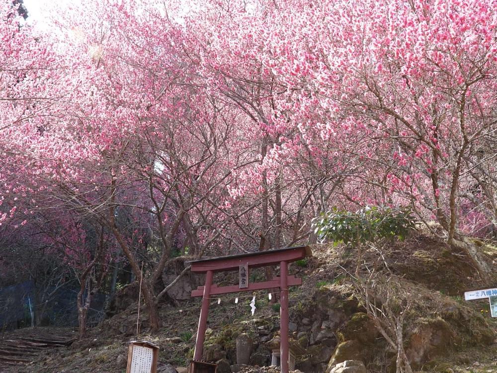 junさんが投稿した虻田福寿草の里に関する口コミの画像