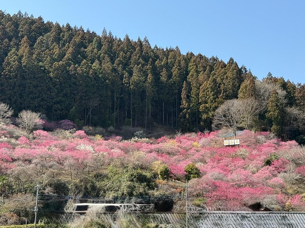junさんが投稿した虻田福寿草の里に関する口コミの画像