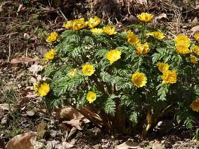 虻田福寿草の里