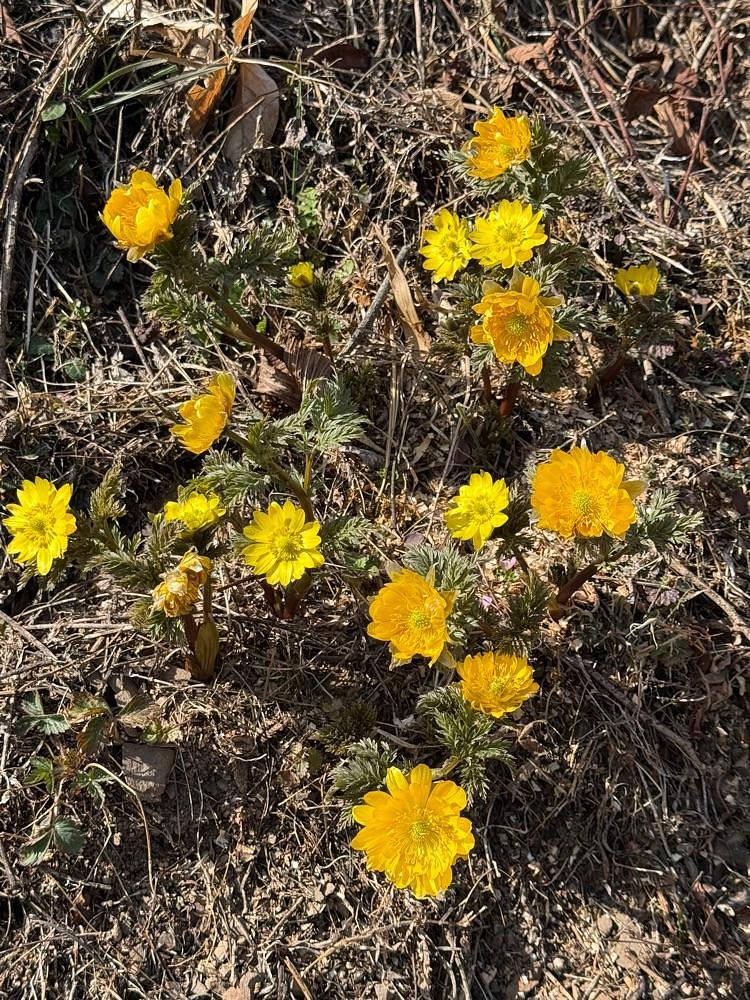 junさんが投稿した虻田福寿草の里に関する口コミの画像
