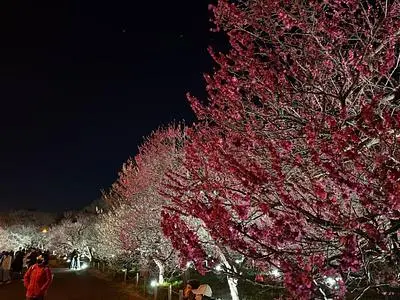 府中市郷土の森博物館の梅園
